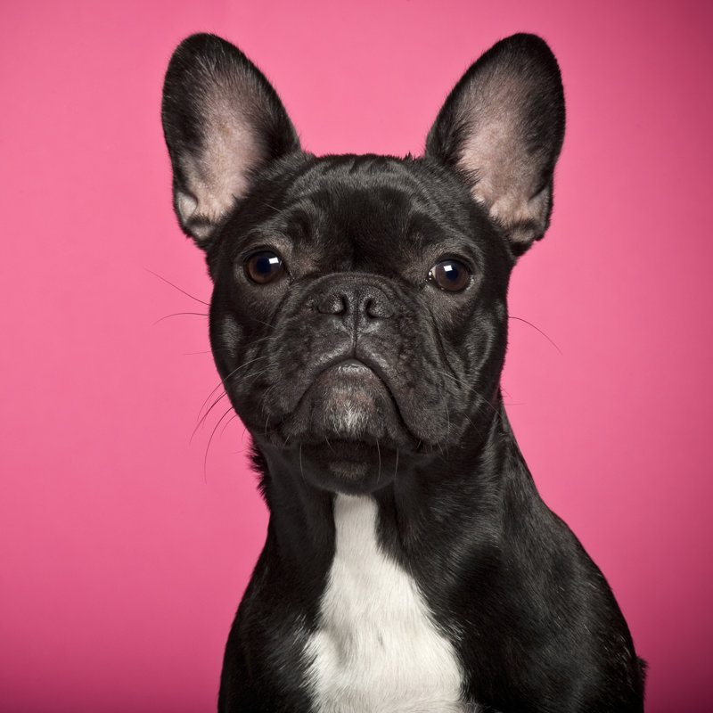 French Bulldog Puppy - Wrapped Canvas Print, 76cm H x 76cm W x 3.8cm D