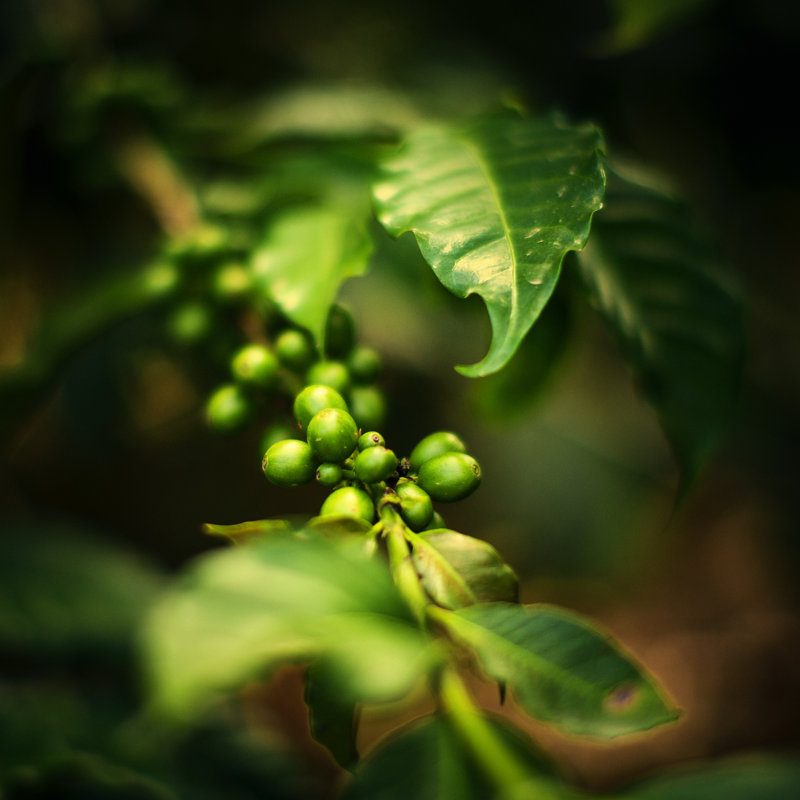 Green Coffee Beans by Thepalmer, 12" H x 12" W
