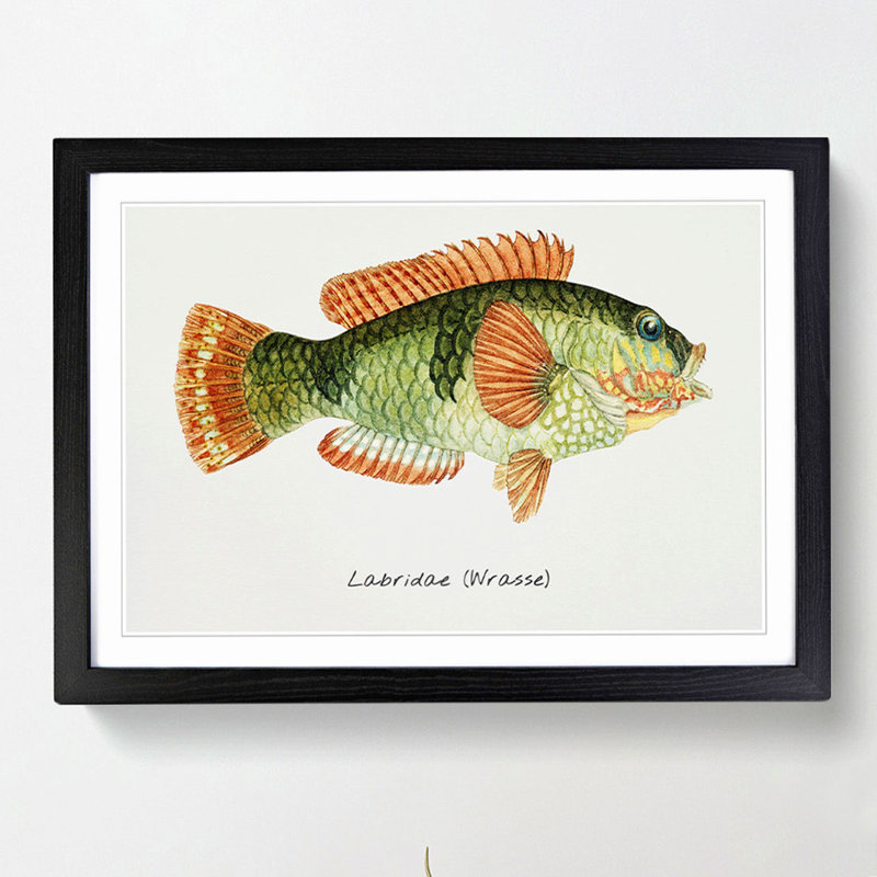 Illustration of a Wrasse Fish by F.E. Clarke - Picture Frame Painting Print, 48cm H x 65cm W x 2cm D, Black Framed