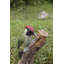 Woodpecker on Stump Statue