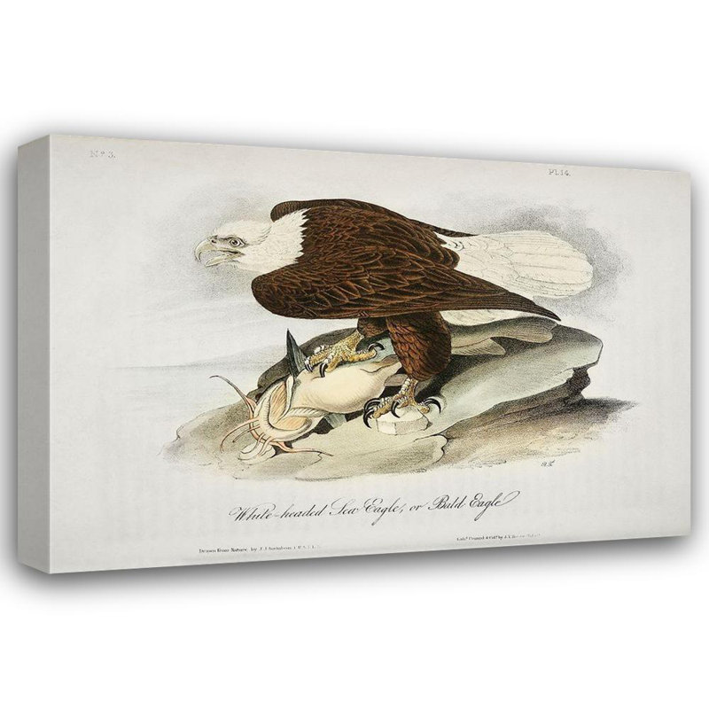 «Red Barrel Studio® Audubon, John James», art sur toile tendue avec tête blanche ou aigle à tête blanche, H 18 po x l 24 po