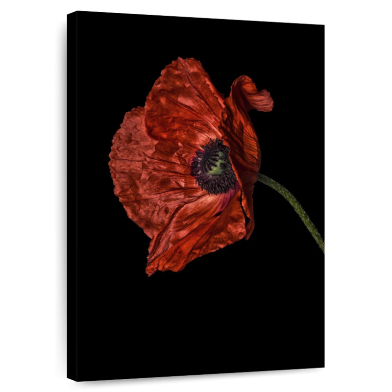 Harnek Curious Collections Poppy Red II, H 51 po x l 34 po