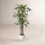 Arbre Dracaena de 6 pi Adcock-122512141