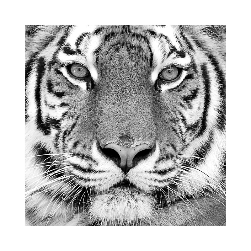 «Tiger» par PhotoINC Studio - impression d'art graphique, H 18 po x l 18 po x 1,5 po, Toile tendue