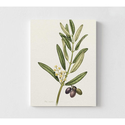 Reproduction d'art botanique: Illustration d'une branche d'olivier - prête à être accrochée