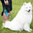 Anti-Skid Pet Bowl-79779937