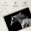 Cheval arabe Brampt-106051565