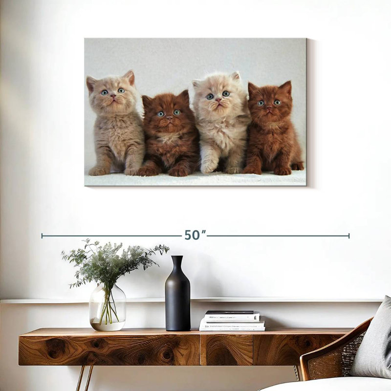 Chats British Shorthair, H 24 po x l 36 po