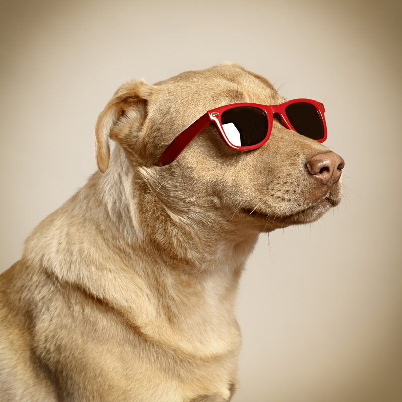 Funny Dog by Merbe - Wrapped Canvas Print, 91cm H x 91cm W