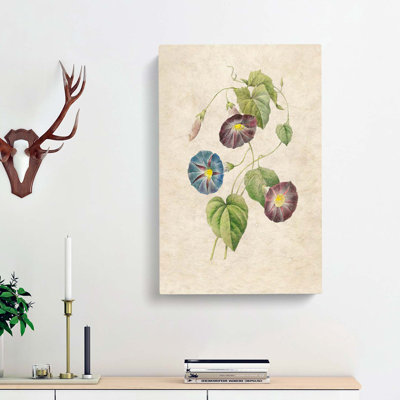 Morning Glory Flowers by Pierre-Joseph Redoute - Wrapped Canvas Painting