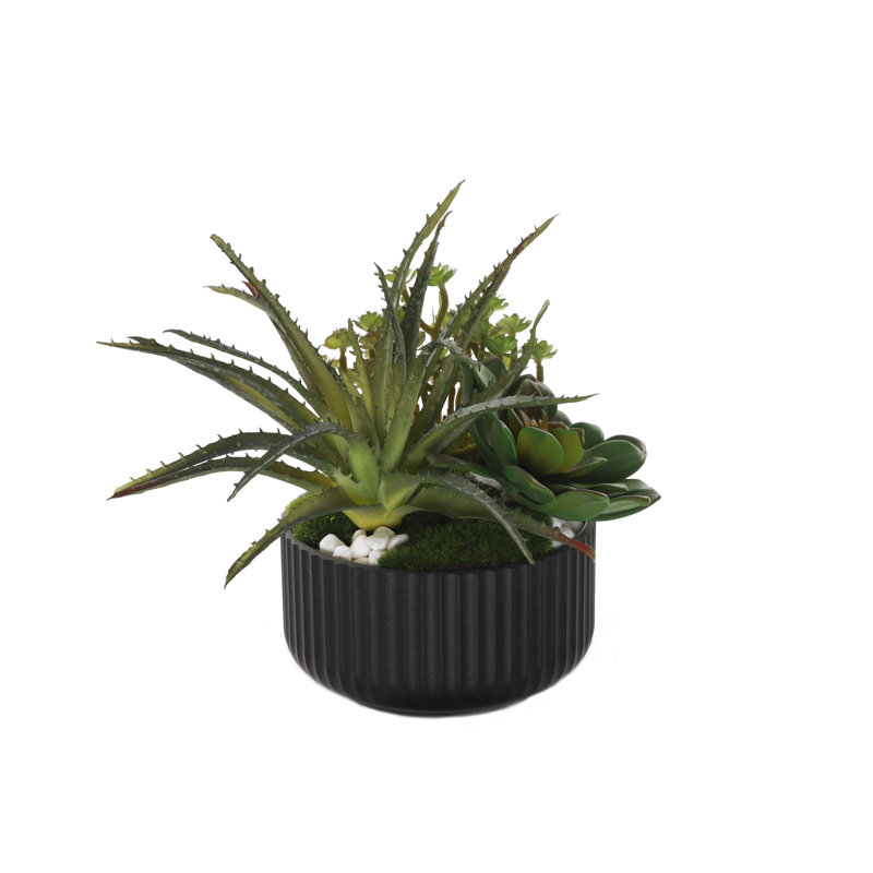 Arrangement de plantes succulentes avec de la mousse blanche dans un pot noir