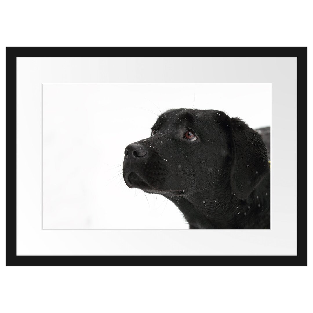 Gerahmtes Poster Schwarzer Labrador im Schnee