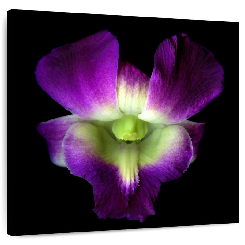 Harnek Solo Orchid