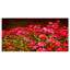 Petites fleurs rouges au printemps, reproduction de photo sur toile tendue-19241373