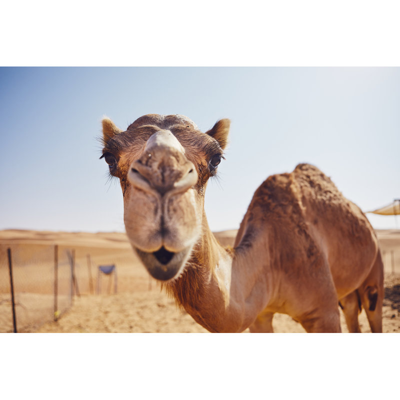 Curious Camel In Desert by Chalabala - Wrapped Canvas Print, 51cm H x 76cm W x 3.8cm D