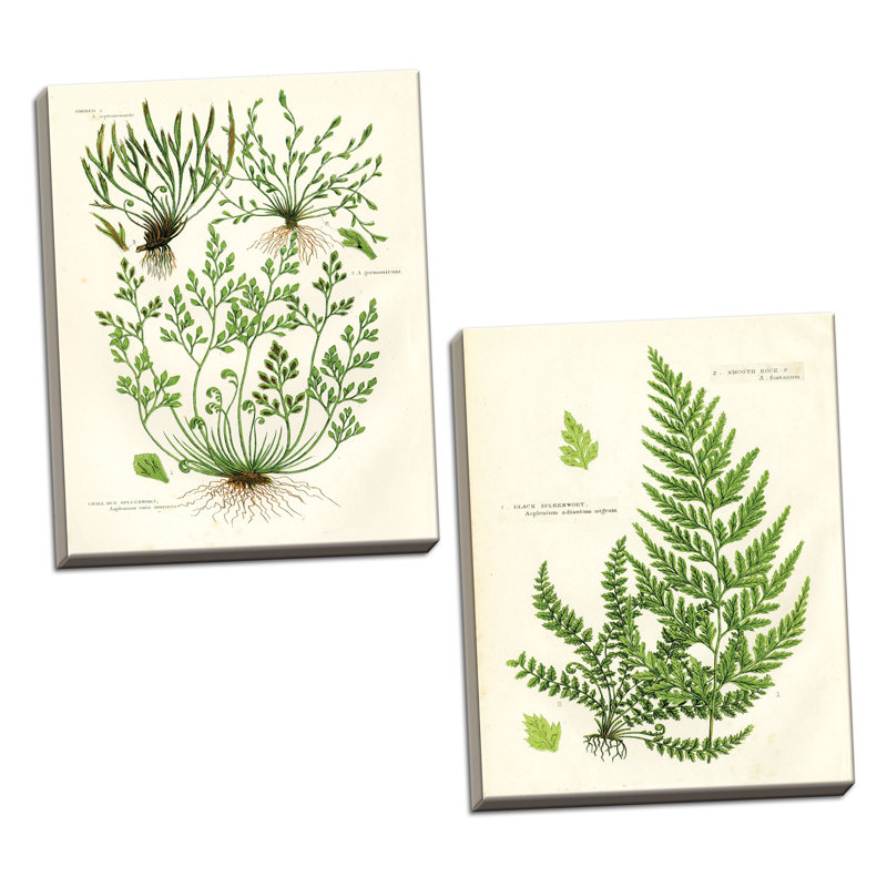 «Fern III & IV», ensemble de 2 impressions, H 16 po x l 12 po x P 0,75 po, Toile tendue