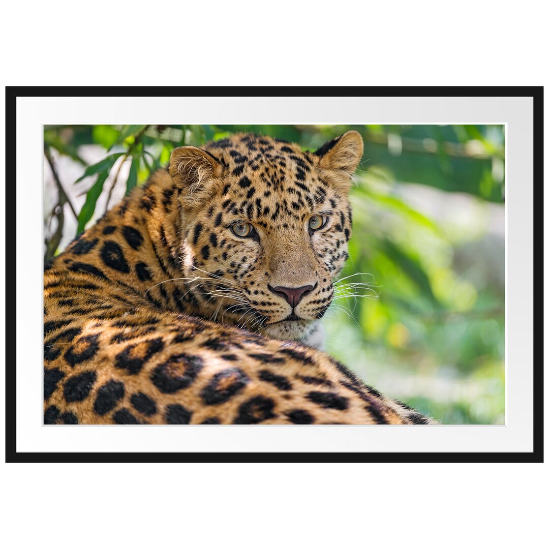 Gerahmtes Poster Aufmerksamer Leopard im Schatten