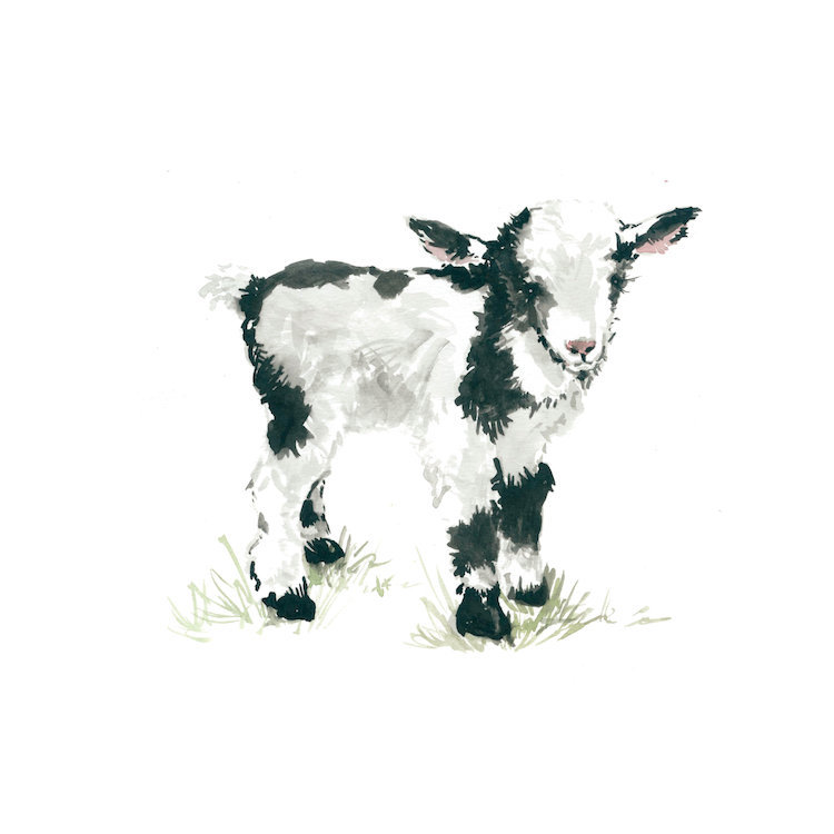 «Goat», peinture sur toile tendue, H 12 po x l 12 po x P 0,75 po, Toile tendue, Pas de tapis