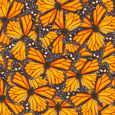 Papillon monarque orange de Neirfy