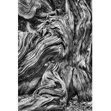 Bristlecone Study I Print by Harold Davis