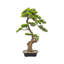 Bonsaï artificiel de 34 po avec feuilles réalistes luxuriantes, plante à feuilles persistantes artificielle en pot décoratif