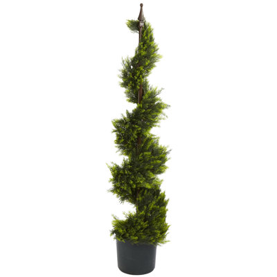 Cypress Spiral Tree
