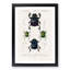 Beetle Illustrations PL.5 by Charles D' Orbigny - Single Picture Frame Painting-55466086-55466089