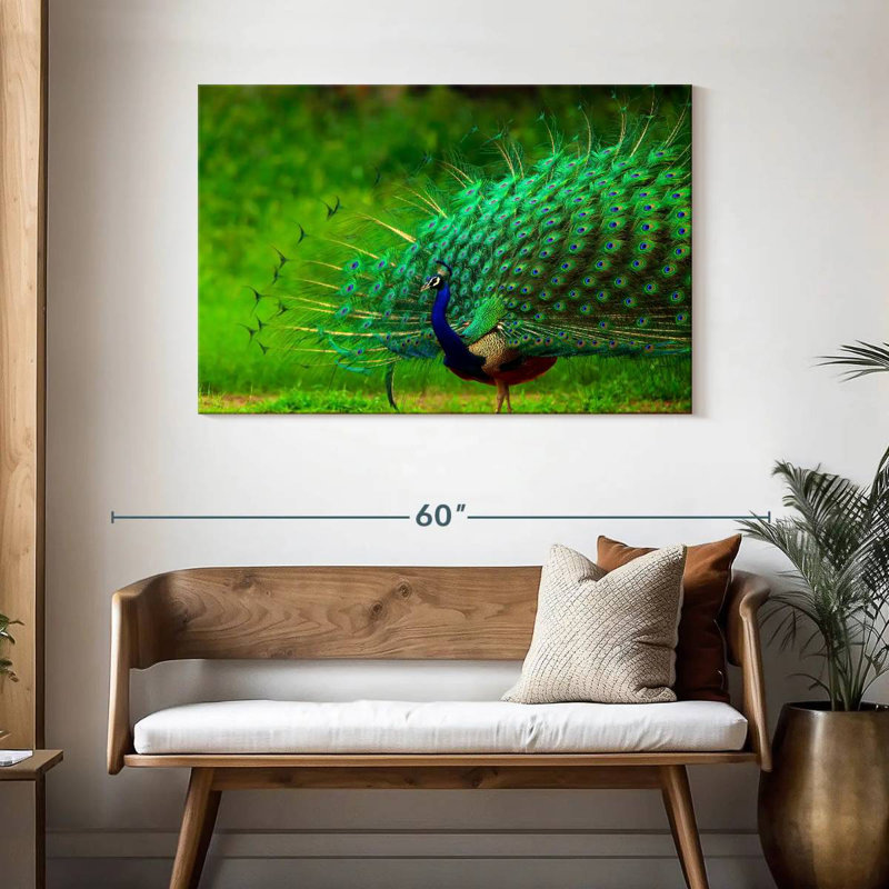 Plumage bleu paon bleu brillant, H 30 po x l 45 po