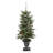 Easy Set-Up Lighted Spruce Christmas Tree