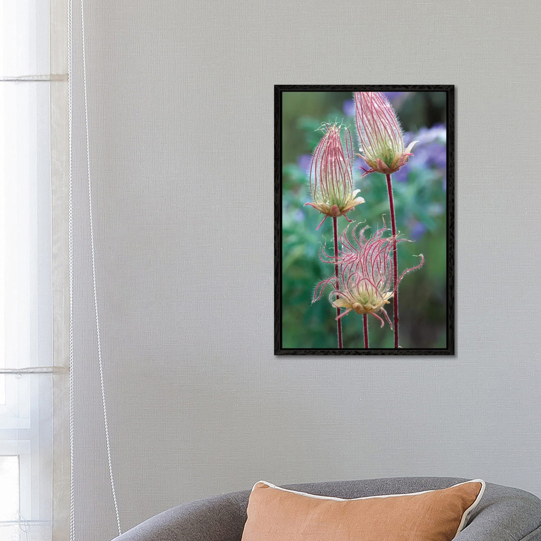 Prairie Smoke, Okanagan Valley, British Columbia, Canada von Tim Fitzharris - Galerie-verpackte Leinwand Giclée auf Lein...