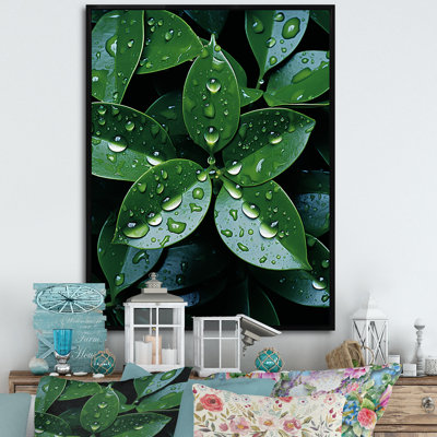 «Botanical Plan Under Rain», reproduction d'art sur toile