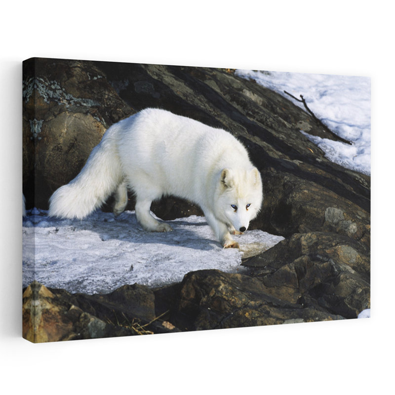 Renard arctique sur des roches enneigées. Art mural abstrait abstrait, H 40 po x l 60 po