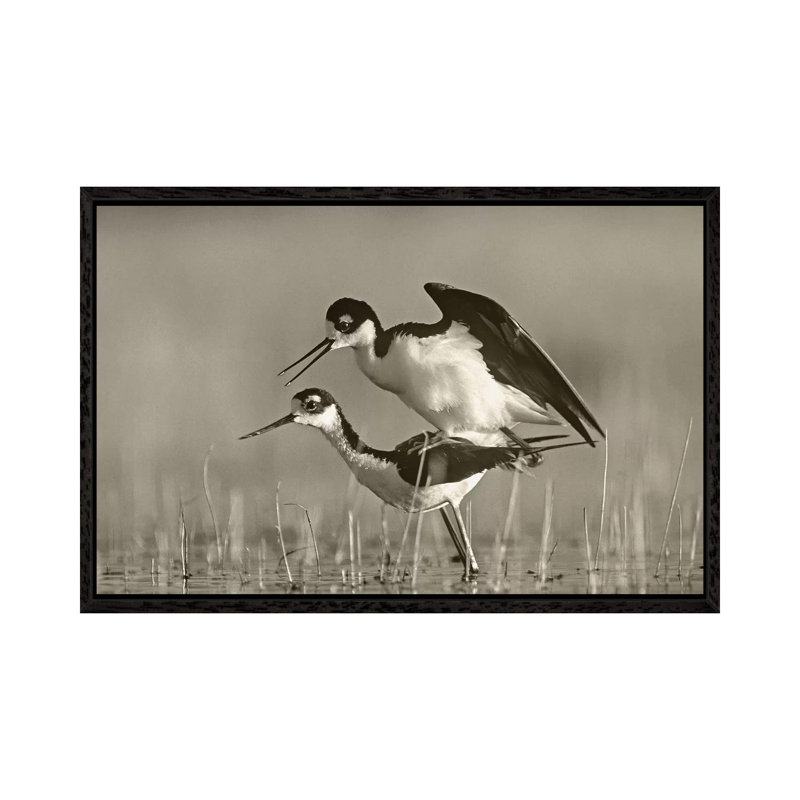 Black-necked Stilts Mating by Tim Fitzharris - Gallery-Wrapped Canvas Giclée on Canvas, 66.04 cm H x 45.72 cm W, Black Framed