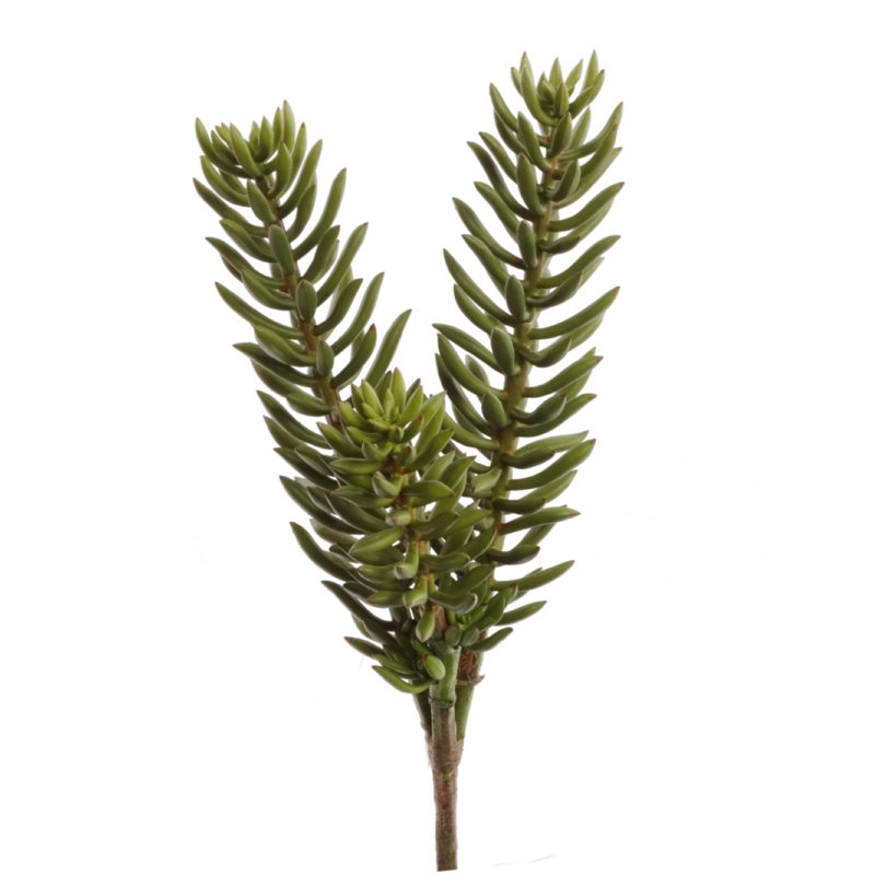 Succulent Michaud Faux Sedum