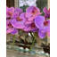 Orchid Floral Arrangement in Planter-1156158566