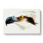 White Headed Osprey by John Gould - Wrapped Canvas-55299545