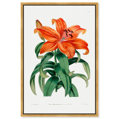 Reproduction d'art sur toile, lys orange de Thunberg