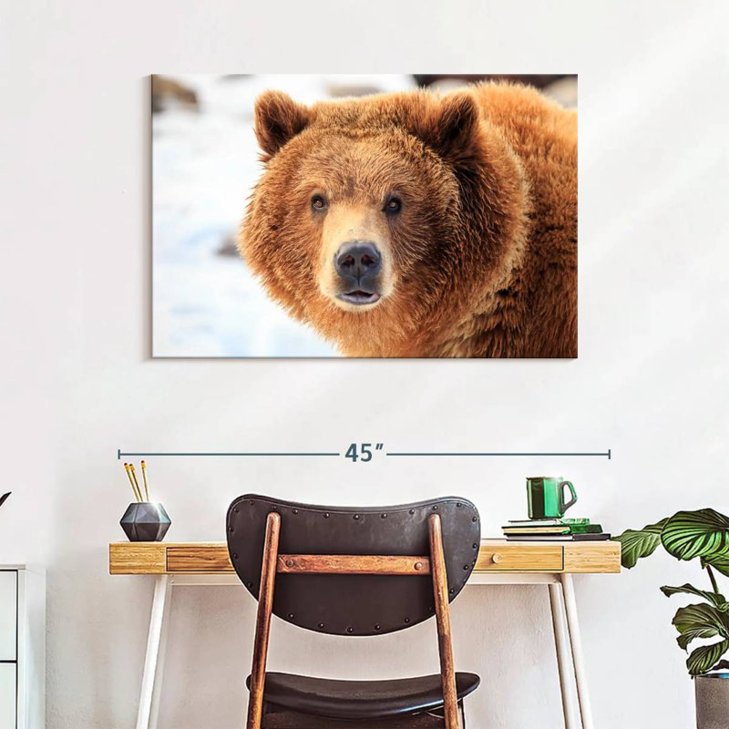 Regard d'ours grizzly, H 26 po x l 39 po