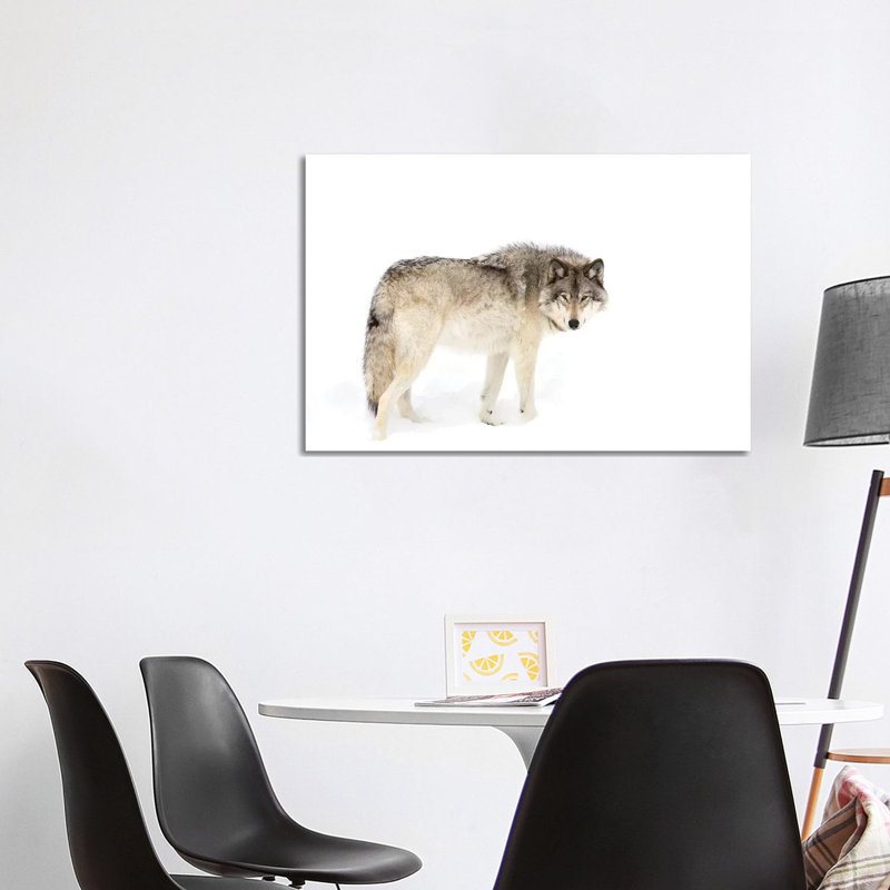 Canadian Timber Wolf Walking Through The Snow by Jim Cumming - Wrapped Canvas Print, 101.6 cm H x 66.04 cm W