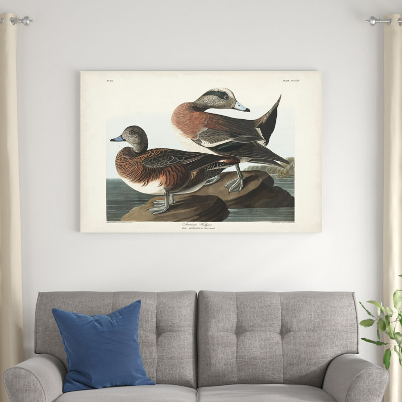 Pl 345 Widgeon américain, H 32 po x l 48 po