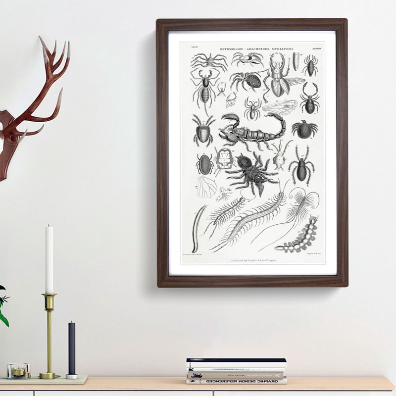 Study of Insects XXXVIII by Oliver Goldsmith - Picture Frame Drawing Print, Walnut Framed, 87cm H x 62cm W x 2cm D