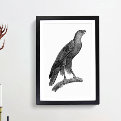 Greater Spotted Eagle - Picture Frame Drawing Print