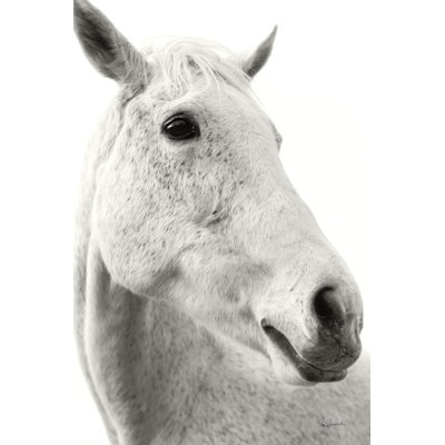 A Horse Named Lady II by Sue Schlabach - Photograph