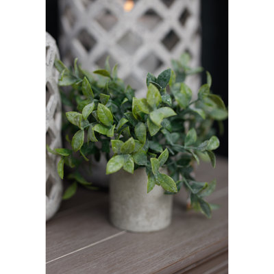 Andaiye 20cm Plant in Pot