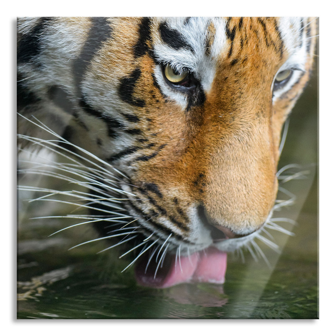 Glasbild Tiger trinkt