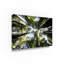 «Redwoods» Avisha, reproduction de photo sur toile tendue-25332224