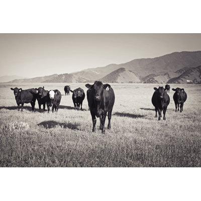 Cows in a Field Sepia by Bigdaddyrockstar