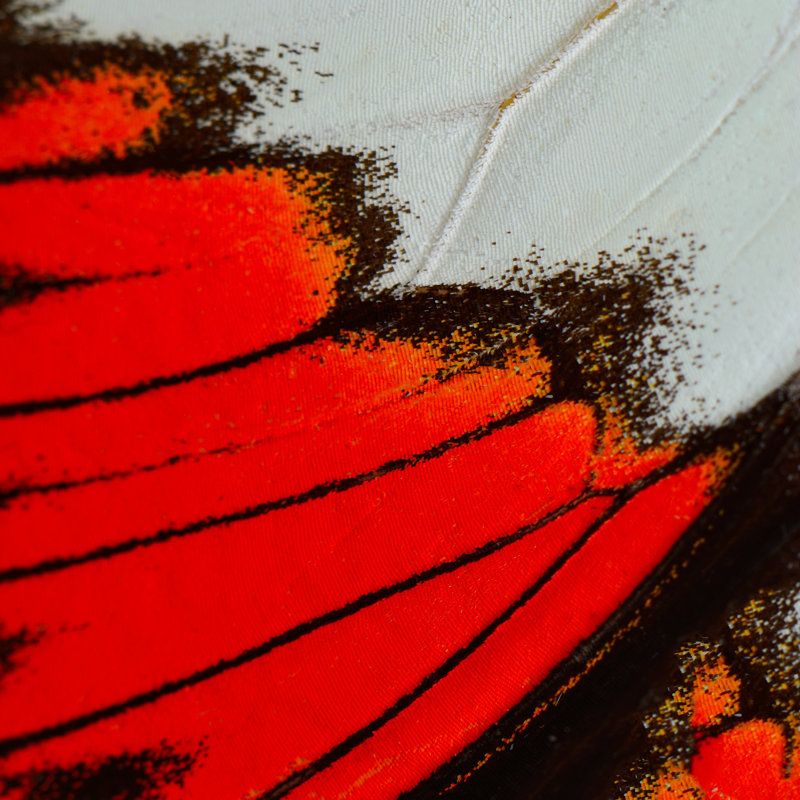 Tolson Butterfly Wing - Wrapped Canvas Print, 30cm H x 30cm W x 3.8cm D