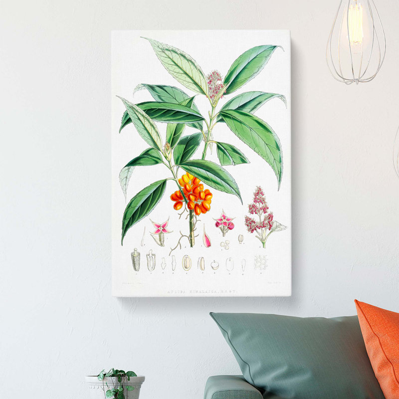 Himalayan Flowers Illustrations by W. H. Fitch - Wrapped Canvas, 60cm H x 40cm W x 3cm D