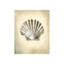 Seashells IV Print by Sydney Edmunds-26706271-26706273